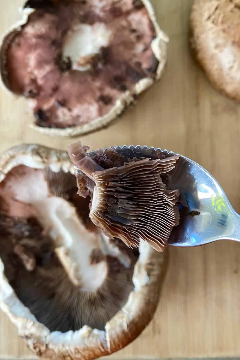 A spoon being used to remove the gills from portobello mushrooms.