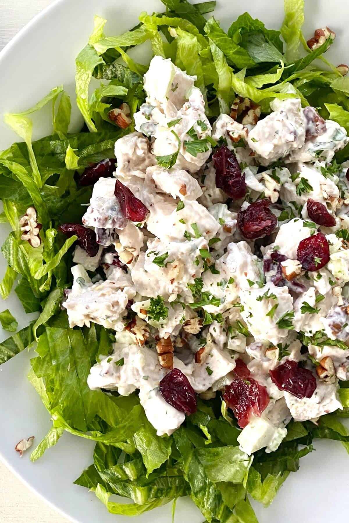 creamy chicken salad with cranberries and toasted pecans over shredded lettuce.